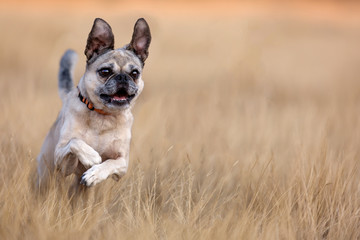 Pug cross running in field