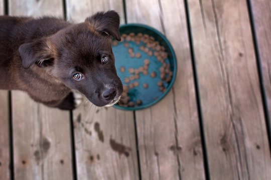 Puppy looking up from food dish