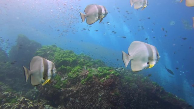 A school of large, docile Batfish (Spadefish) in clear water on a colorful tropical coral reef