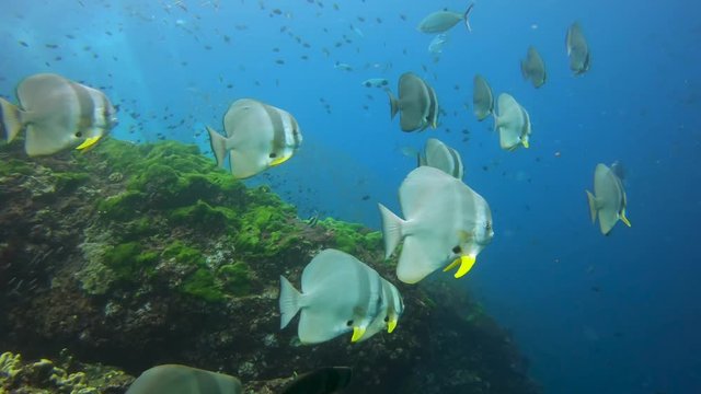 A school of large, docile Batfish (Spadefish) in clear water on a colorful tropical coral reef