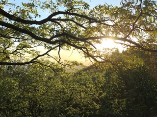 Sunshine through the forest