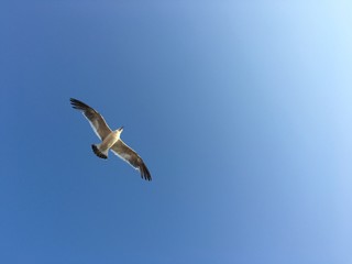 Flying Seagull