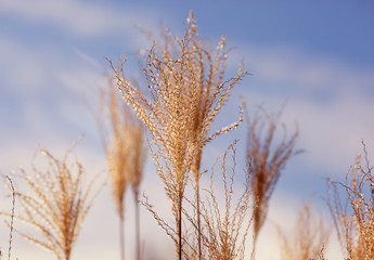 Beautiful miscanthus grasses with a beautiful blue sky with clouds and light leaks with space for text.