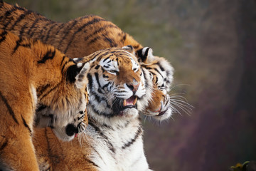 Close up of three Amur tigers, playing by rubbing their heads together, showing affection. One with an open mouth showing teeth. With beautiful stripes and space for text. 