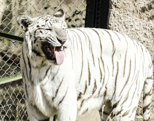 White tiger in a public zoo