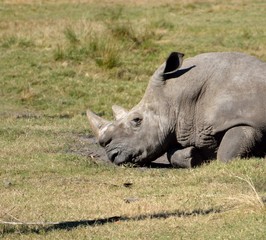 Obraz premium Rhinoceros at wildlife reserve