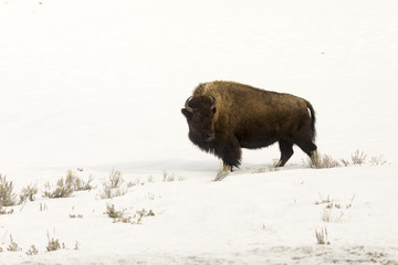 Lone bison or buffalo in snowy field in Yellowstone National Park, Wyoming
