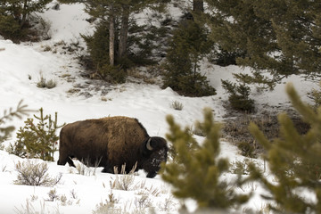 Adult bison eating in snowy field in Yellowstone National Park, Wyoming