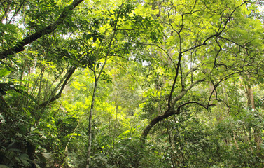 Fototapeta na wymiar Inside a tropical jungle Henri Pittier National Park Venezuela
