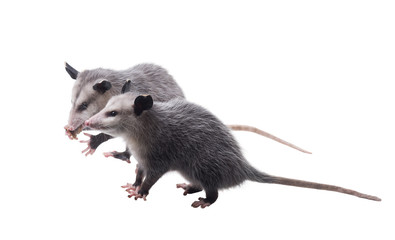 Two funny American possums.  Virginia opossum (Didelphis virginiana). Isolated on white background