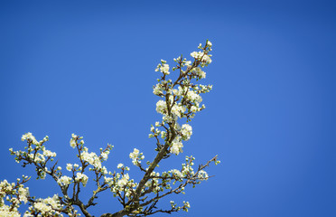Flowers on an apple-tree branch