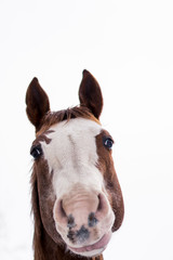 Close up horse