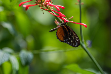 Butterfly Close-up