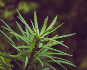 Pointy Leaves