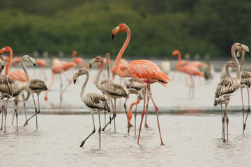 A group of juvenile and adults American flamingos Phoenicopterus ruber in the Unare Lagoon Venezuela
