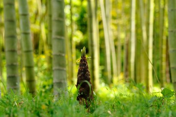 竹林と竹の子