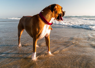 Boxer Dog Standing in the Ocean Looking Toward the Sea