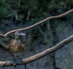 Earth Toned Plumage on a Whistling Duck Perched on a Vine