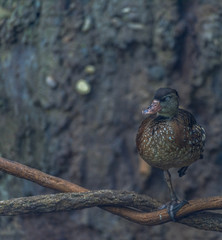Earth Toned Plumage on a Whistling Duck Perched on a Vine