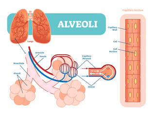 Lungs alveoli schematic, anatomical vector illustration diagram with capillary network. 