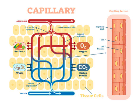 Capillary schematic, anatomical vector illustration diagram with blood flow. 
