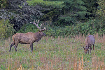 Male Elk watches a female from his harem in Cataloochee.