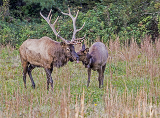 Naklejka na ściany i meble Large Male and female elk touching noses.