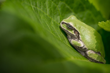 カエル　ニホンアマガエル..