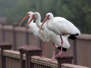 Three White Ibises