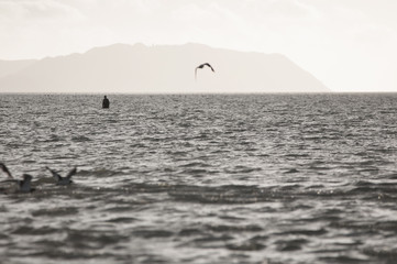 Obraz premium fishing at sunset beach