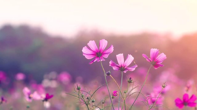 Beautiful flowers in the sunset