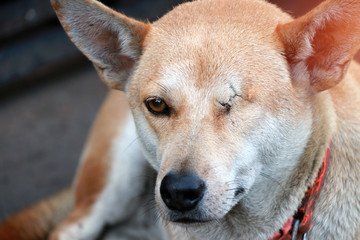 Orange brown color of dog, one eyeless and sew close. Laying down on the concrete floor in the morning. it is a domesticated carnivorous mammal disabled.