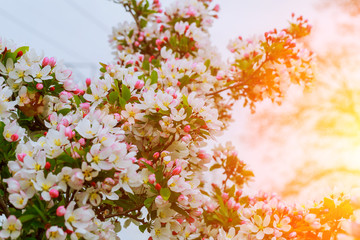 Beautiful cherry blossom spring