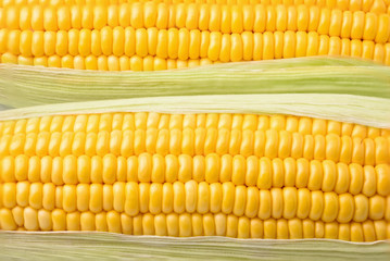 the ripe corn skin on the cob