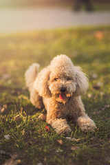 Cute little miniature poodle, cream white color, enjoying the day out in the park, lit by golden sunset light