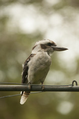 bird kookaburra