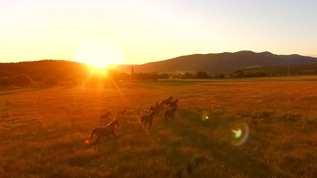 Beautiful Brown Wild Horses Grazing in a Field. Aerial Cinematic View of Walking Horses. Amazing Golden Sunset with Camera Lens Flare Effect. HD Slowmotion.
