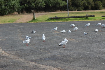 Seagulls
