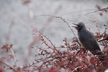 さえずる冬のヒヨドリ