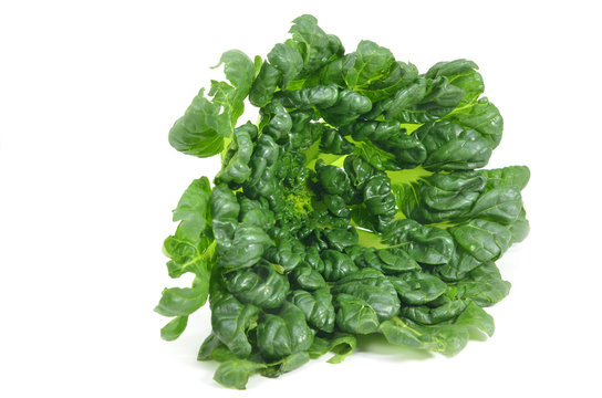 Chinese flat cabbage (Brassica chinensis) or Tah Tsai lettuce