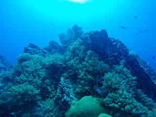 Fototapeta na wymiar Beautiful coral of underwater world at Similan Marine National park