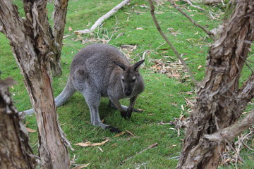  Wallaby 