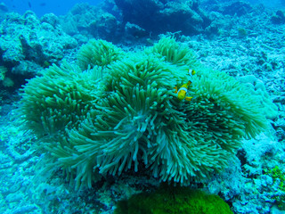 Naklejka na ściany i meble Beautiful coral of underwater world at Similan Marine National park