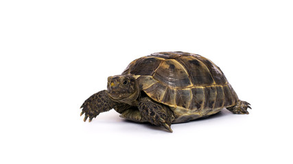 Turtle on a white background