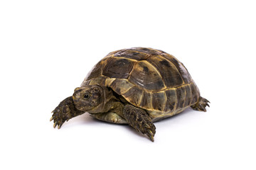 Turtle on a white background