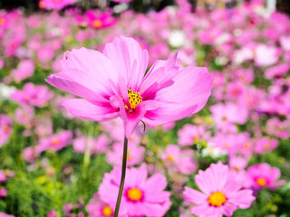Obraz premium Colorful Cosmos field with blue sky in winter season