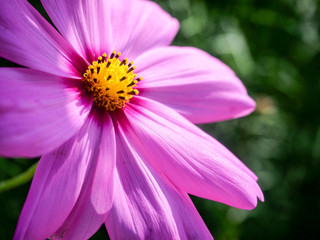 Obraz premium Colorful Cosmos field with blue sky in winter season