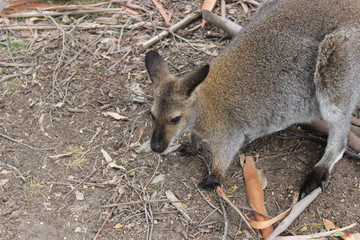 Wallaby