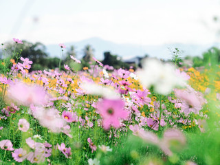 Fototapeta premium Colorful Cosmos field with blue sky in winter season