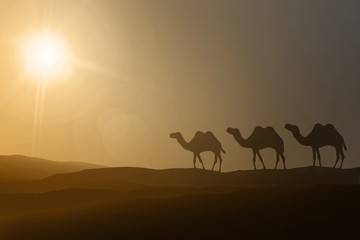 Silhouettes of walking camels